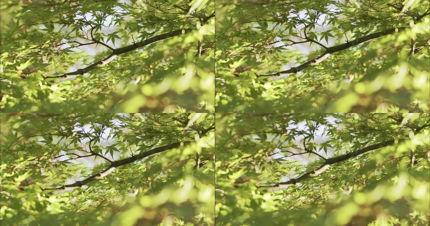日本枫树/棕榈槭4K慢动作视频