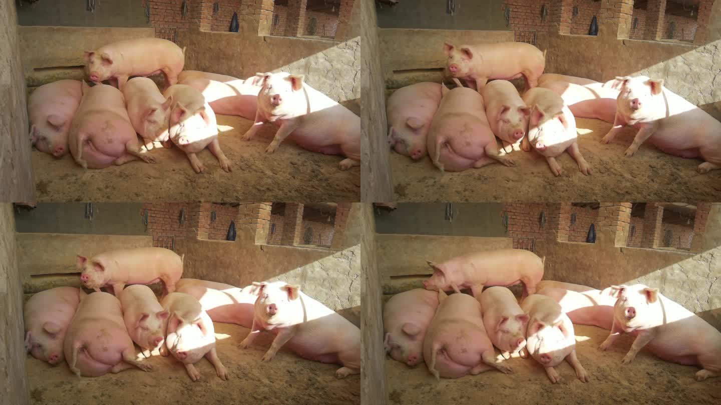 4K家畜养殖-猪圈养猪农村生活