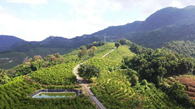 橙子航怕 高山果园