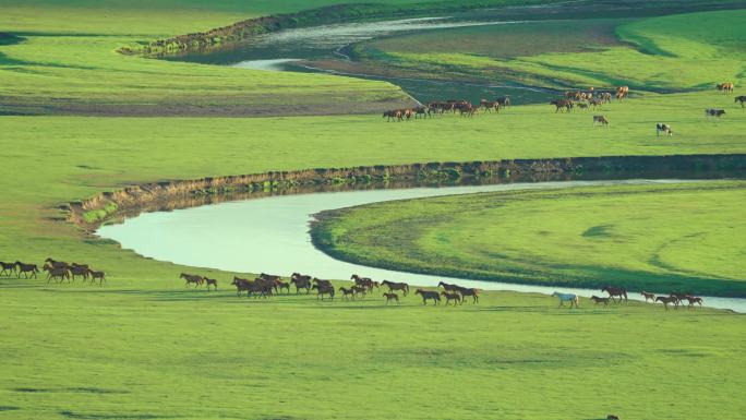 莫日格勒河上的马群