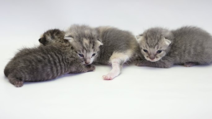 三只新生小猫幼崽新生命小花猫