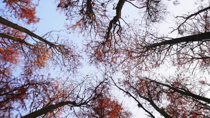 秋天水杉 树木