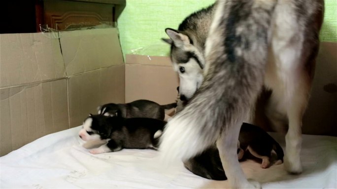 西伯利亚哈士奇来到饥饿的小狗身边，开始给它们喂食。