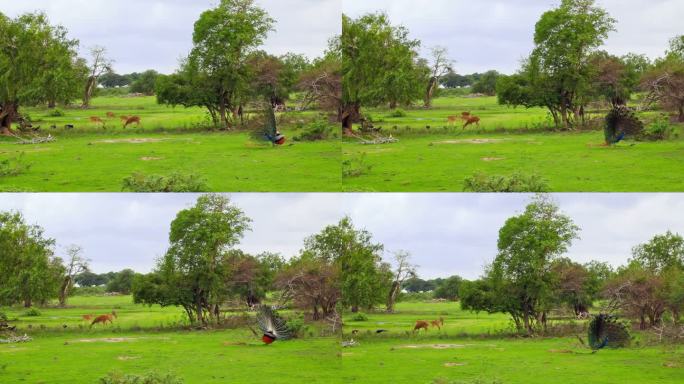 展示印度孔雀小鹿吃草绿化生态草原孔雀开屏