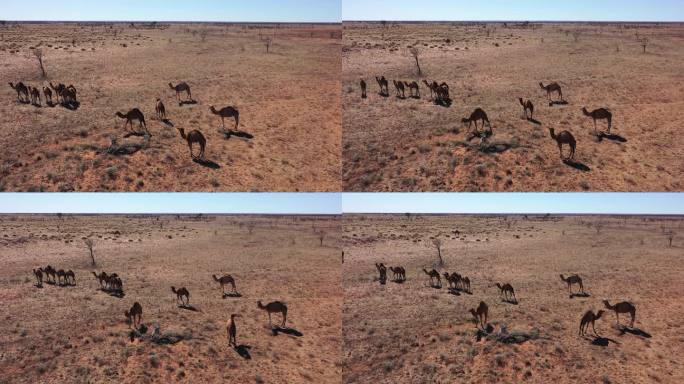 骆驼。沙漠骆驼群干旱荒漠剪影