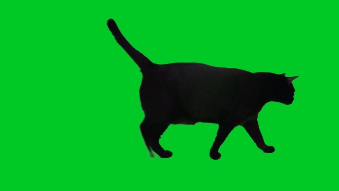 黑猫在色度键背景上行走