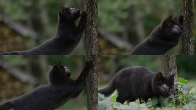 独眼黑猫在树干上磨爪子