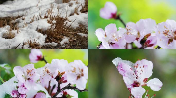 冰雪融化 万物复苏 春天树叶发芽