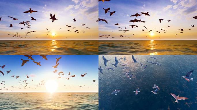 4K夕阳下海鸥群在海面低空飞行