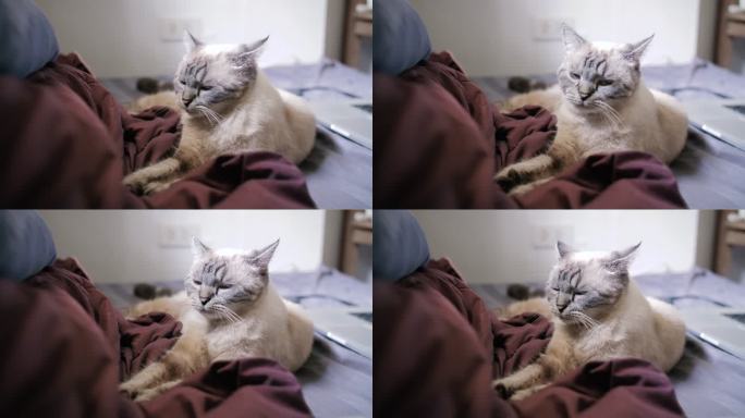 可爱的猫在床上揉毯子的4k视频片段。