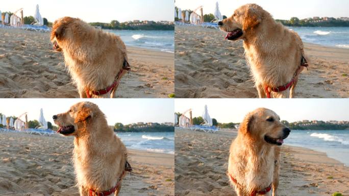 潮湿的金毛猎犬游泳后在海滩上干枯