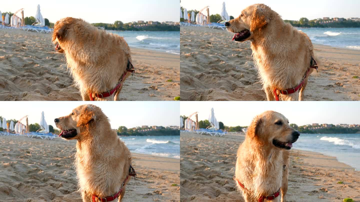 潮湿的金毛猎犬游泳后在海滩上干枯