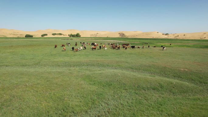 沙漠 绿洲 沙漠绿洲 沙漠中的牛群 牛群