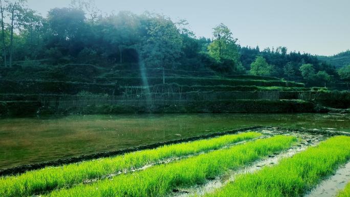 湘西凤凰风景16-田园耕地