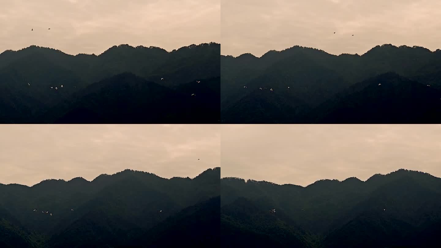 一群白鹤飞过山峦