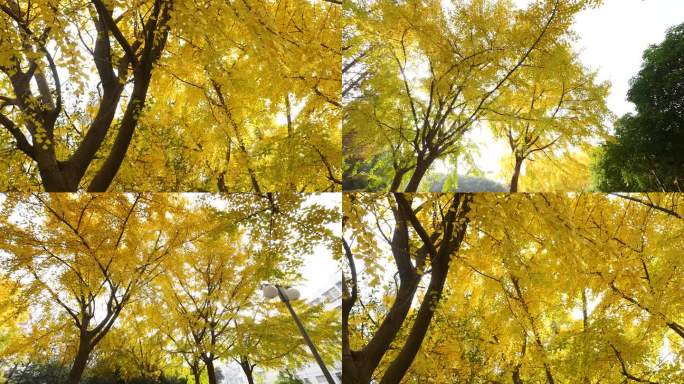 秋天里的银杏树