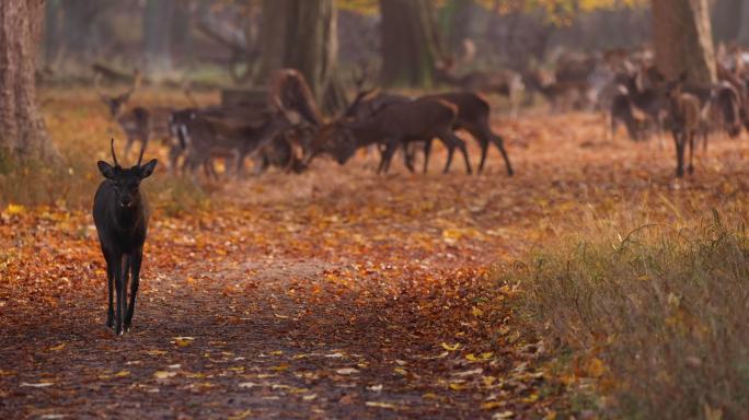 秋天森林里的鹿唯美风景漫步