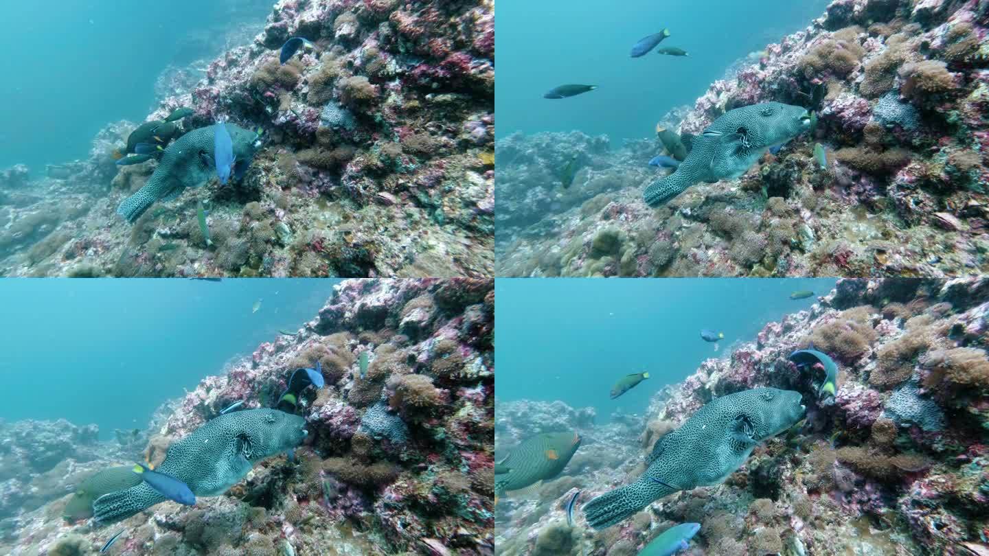水下珊瑚礁上的星斑鱼