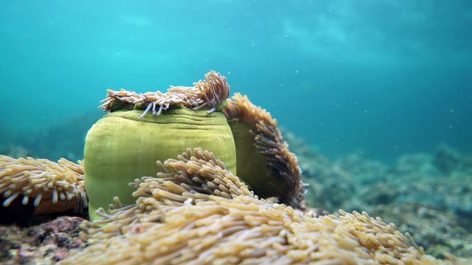 珊瑚礁上的海底壮观海葵（Heteractis magnica）又名Ritteri海葵息肉