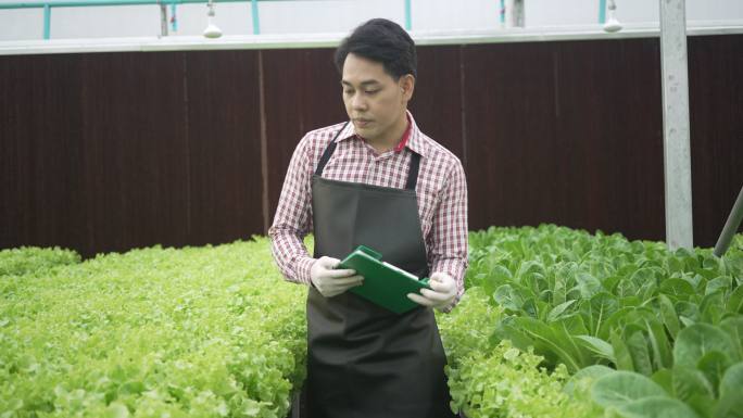企业家在水培农场工作。温室里形成的蔬菜。