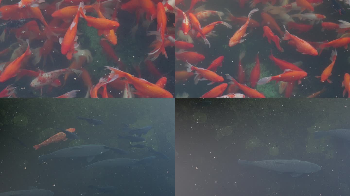 武汉东湖红鲤鱼和大青鱼
