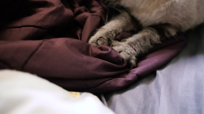 可爱的猫在床上揉毯子。
