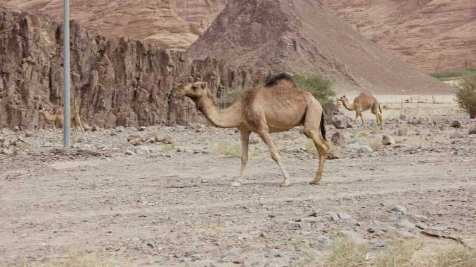 沙特阿拉伯Al Ula的四头单峰骆驼