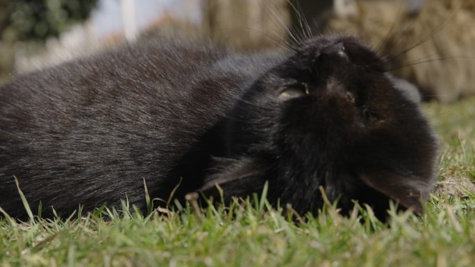 独眼黑猫躺在草地上