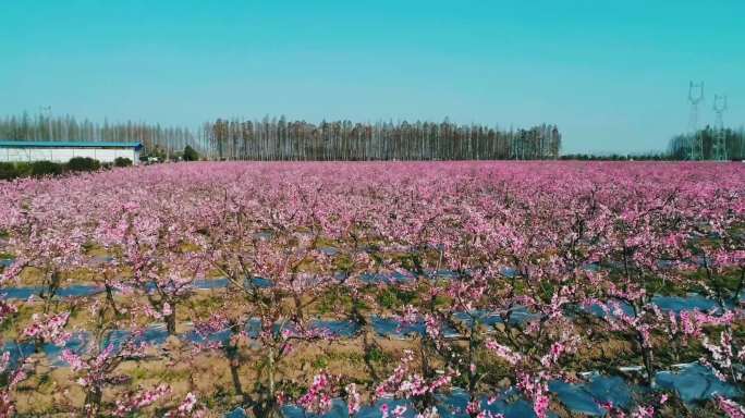 4K桃花园 桃花盛开