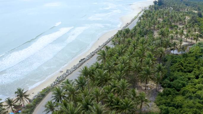 海边椰林椰树汽车行驶在最美公路大海