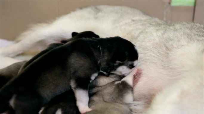 西伯利亚哈士奇饥饿的小狗吃母乳。
