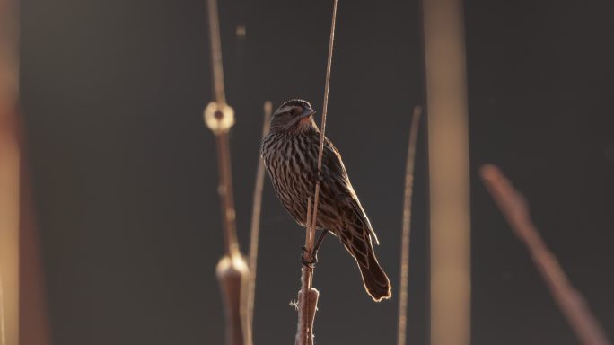 雌性红翅黑鸟，德克萨斯州西部：日落