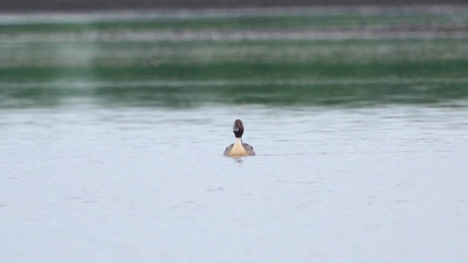 在一个多云的春天清晨，北方松尾鸟（Anas acuta）从水中起飞。