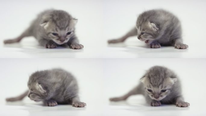 两周大的小猫小奶猫柔弱可怜特写镜头