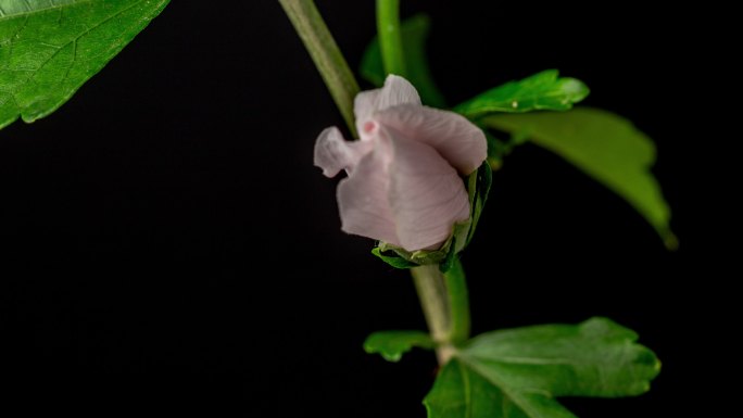 一朵芙蓉花在黑色背景下绽放和生长，花长4k。百合花盛开。