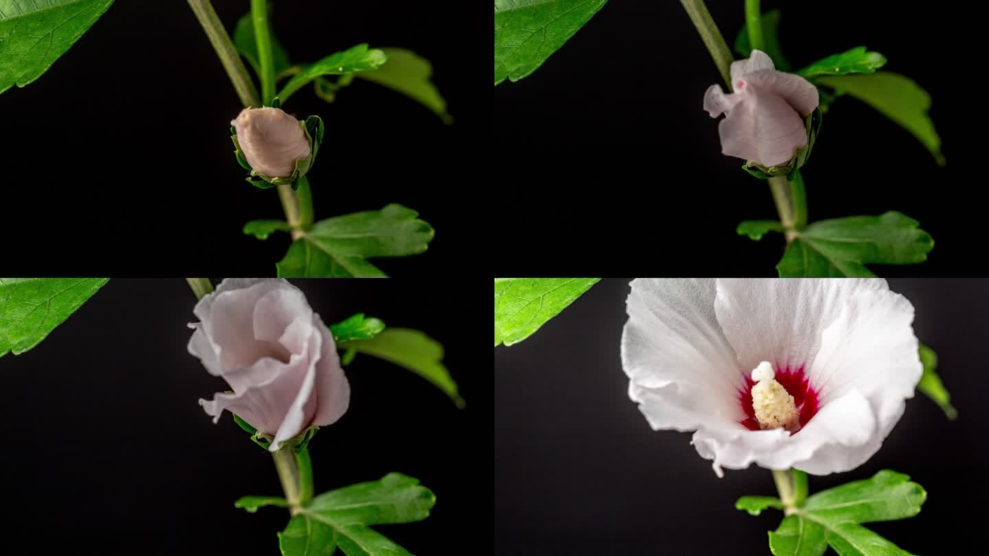 一朵芙蓉花在黑色背景下绽放和生长，花长4k。百合花盛开。