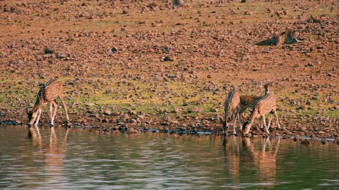 一群鹿在印度森林的湖里喝水