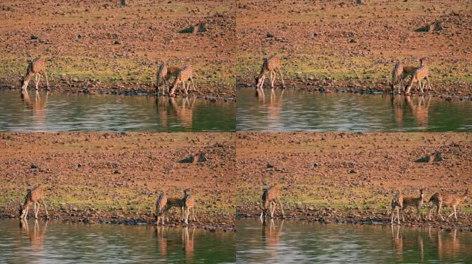 一群鹿在印度森林的湖里喝水