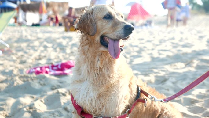 海滩上可爱的金毛猎犬被主人牵着皮带