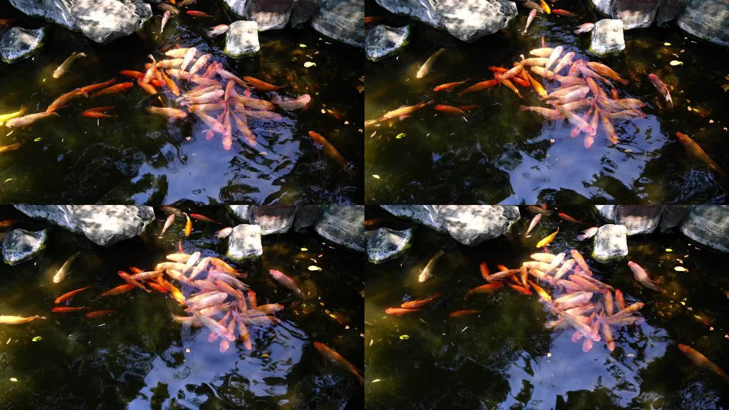 池塘中一群嬉戏的锦鲤