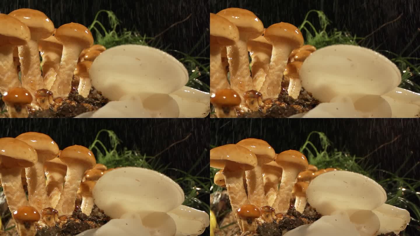 丛林森林菌菇蘑菇滑轨拉推雨水中餐农业火锅