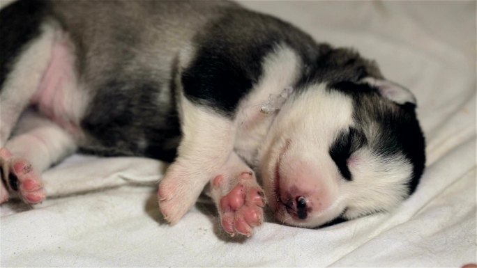 幼犬西伯利亚哈士奇进食后睡觉。