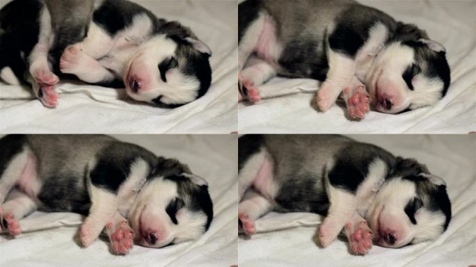 幼犬西伯利亚哈士奇进食后睡觉。