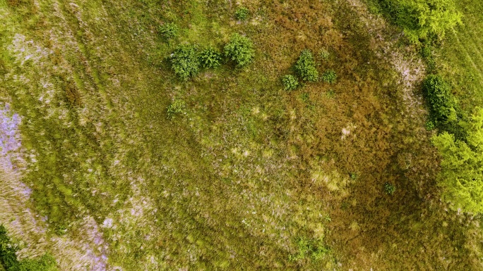 几年后的休育场草地生态顶部航拍俯瞰