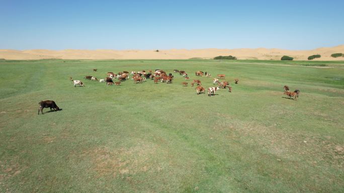 沙漠 绿洲 沙漠绿洲 沙漠中的牛群 牛群