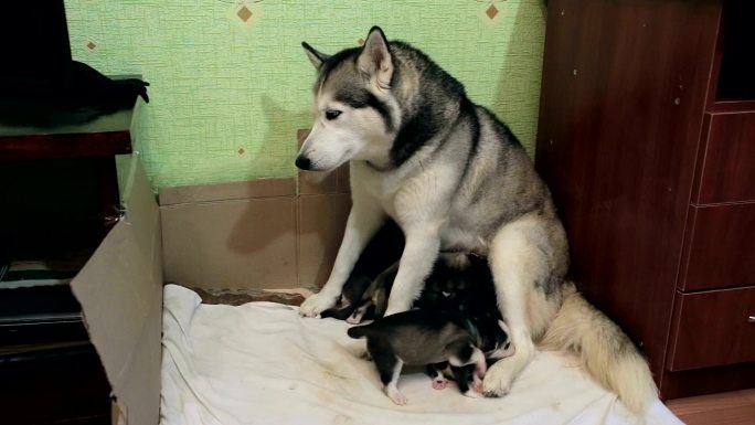 快乐的西伯利亚哈士奇正在喂她的小狗。