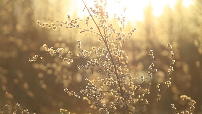冬季逆光拍摄野草丛开着零星野花唯美实拍