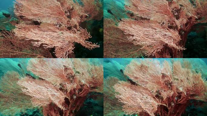 珊瑚礁上的水下Gorgonian珊瑚海扇