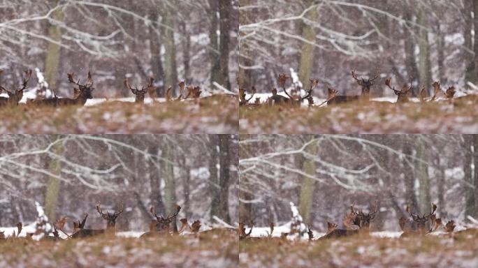 冬季仙境中的秋鹿童话世界鹿群雪花