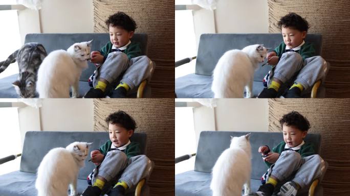小男孩喂他的猫黑猫白猫萌猫可爱宠物逗猫撸